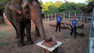 Captura de vídeo: La elefanta Lanka come una tarta que le entregaron sus cuidadores el día de su cumpleaños.