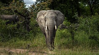 Afrique du Sud : les éléphants de plus en plus menacés par le braconnage