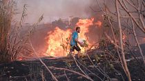 A volunteer tries to extinguish the fire in northern Athens, 12 August 2024 A volunteer tries to extinguish the fire in northern Athens, 12 August 2024