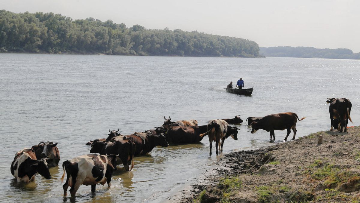 Fishermen ride in a boat as cows cool off in the Danube river waters to cool off near Giurgiu, southern Romania, Thursday, Aug. 10, 2017.