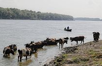 FILE - Cows cool off in the Danube river waters to cool off near Giurgiu, southern Romania, Thursday, August 10, 2017. 