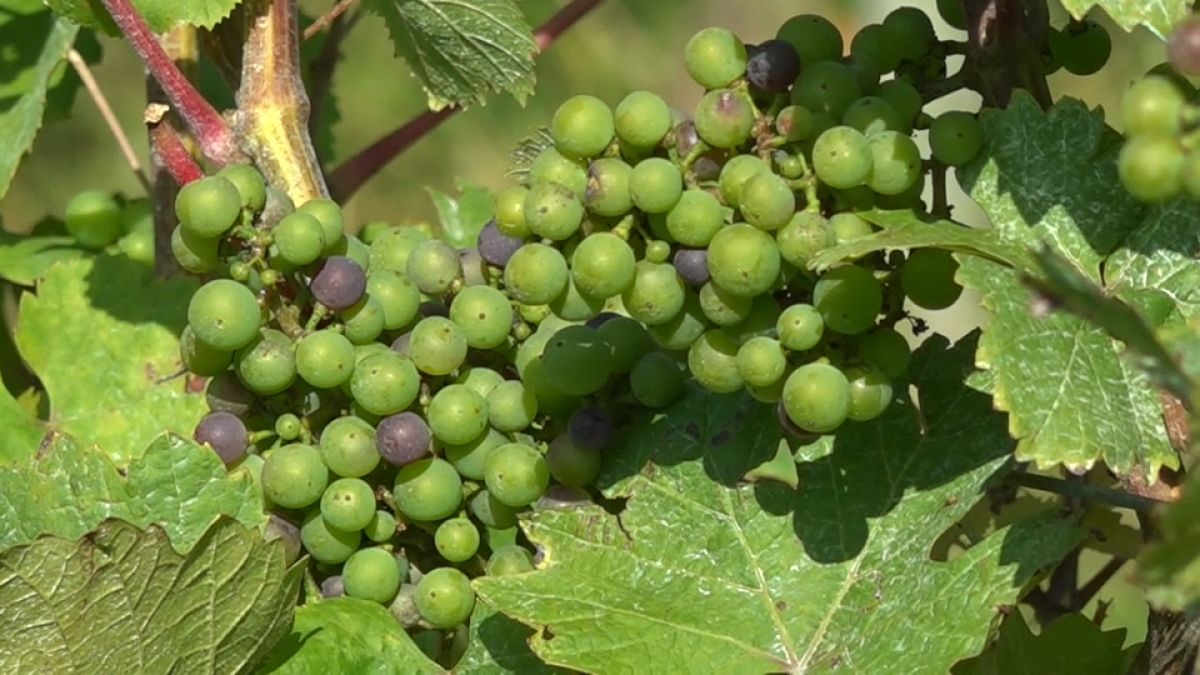 Cultivo de uvas. 