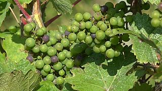 Il est plus difficile de prédire le début des vendanges à cause du changement climatique.