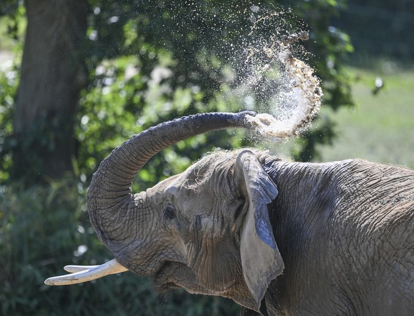 Un éléphant d'Afrique s'asperge d'eau avec sa trompe dans le bain de boue de l'enclos extérieur des éléphants, à Kronberg, en Allemagne, mardi 13 août 2024.