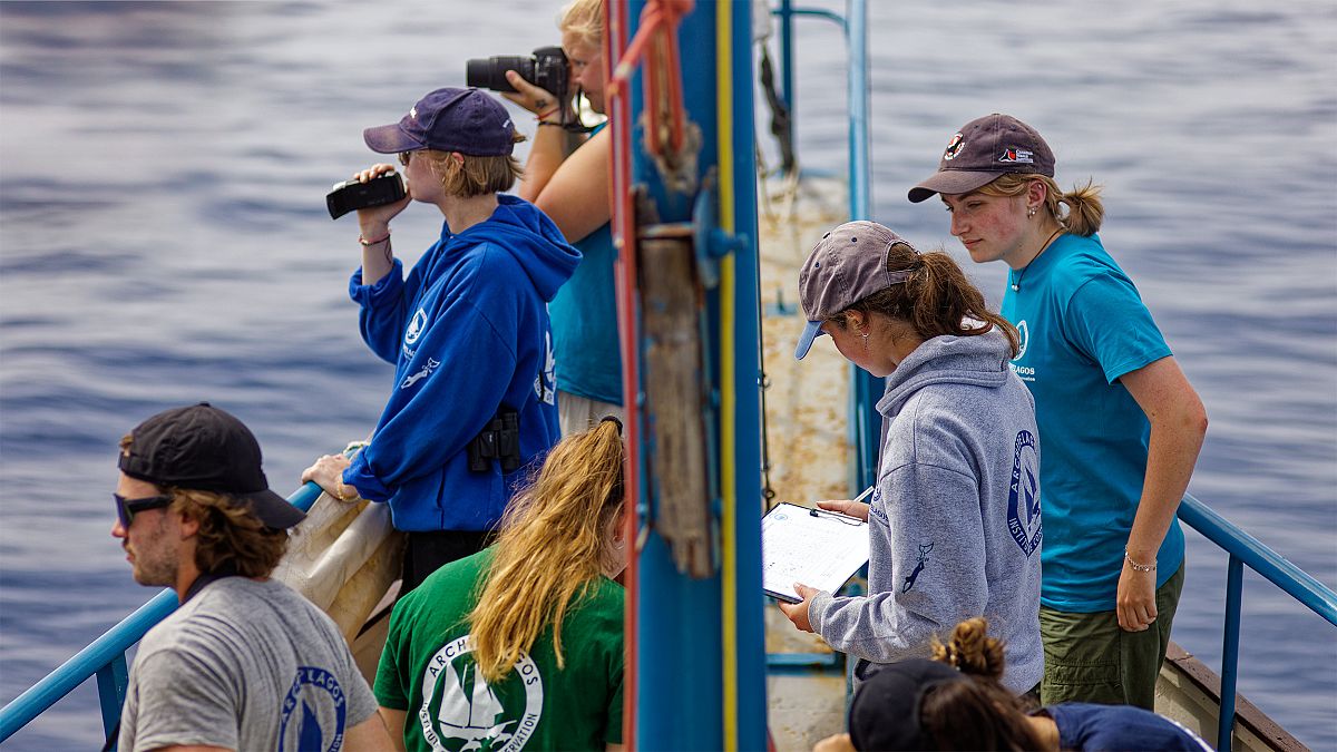 Watch: The team safeguarding endangered marine life in the Aegean Sea