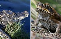 Un crocodile d'eau douce et un crapaud, son ennemi empoisonné.