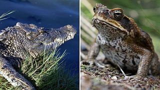 Un crocodile d'eau douce et un crapaud, son ennemi empoisonné.