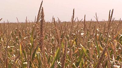 I campi di grano in Ungheria stanno soffrendo per le temperature record