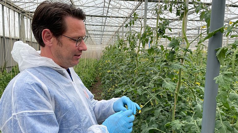 Frans Carree, an organic breeder at Dutch company De Bolster, is trying to develop a tomato resistant to the brown rugose fruit virus.