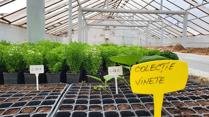 Seedlings grow at the Plant Genetic Resource Bank in Buzau, Romania.