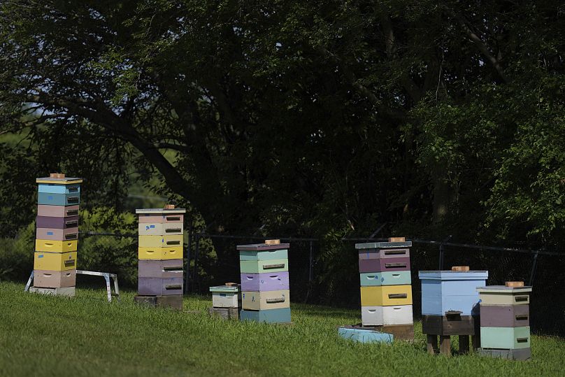 Beehives at the Mount St. Scholastica Benedictine sisters' monastery in Atchison, Kansas. 