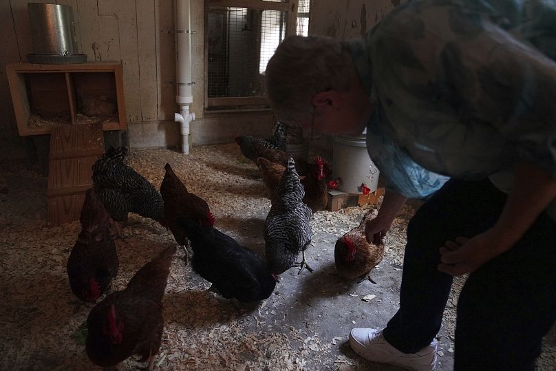 La hermana Helen Mueting da de comer a las gallinas en el monasterio benedictino del Monte Santa Escolástica.