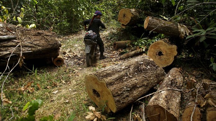 Slovacchia, ambientalisti: "Tagliati alberi sani per fare spazio all'industria mineraria"