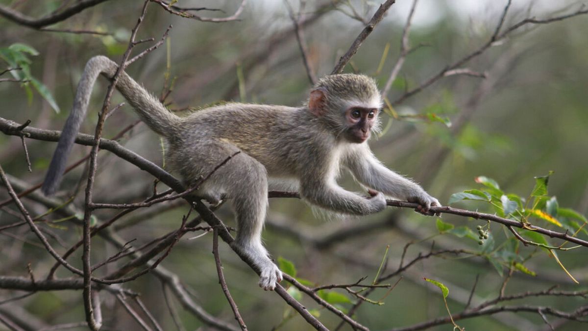 vervet monkey