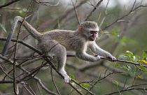 vervet monkey