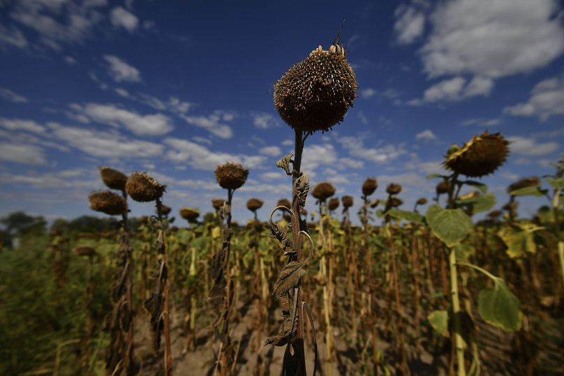 Tournesols séchés à Velence, en Hongrie, le jeudi 11 août 2022.