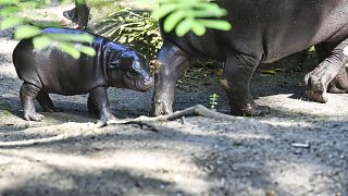 Allemagne : Rüdiger donne son nom à un nouvel hippopotame nain