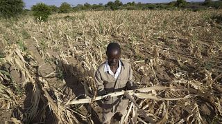 Güneybatı Zimbabwe'nin Mangwe bölgesinde bir çiftçi olan James Tshuma kuraklıktan etkilenen mahsul tarlasının ortasında duruyor, 22 Mart 2024.