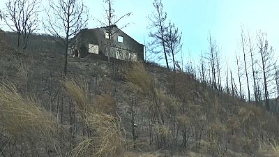 Superficie quemada por incendios en Portugal. 