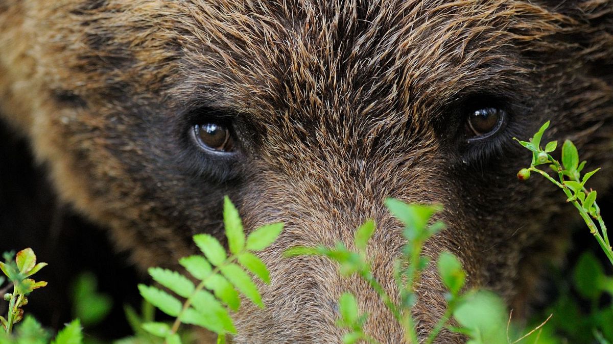 Ativistas contra a caça urso na Suécia