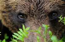 A Eurasian brown bear.