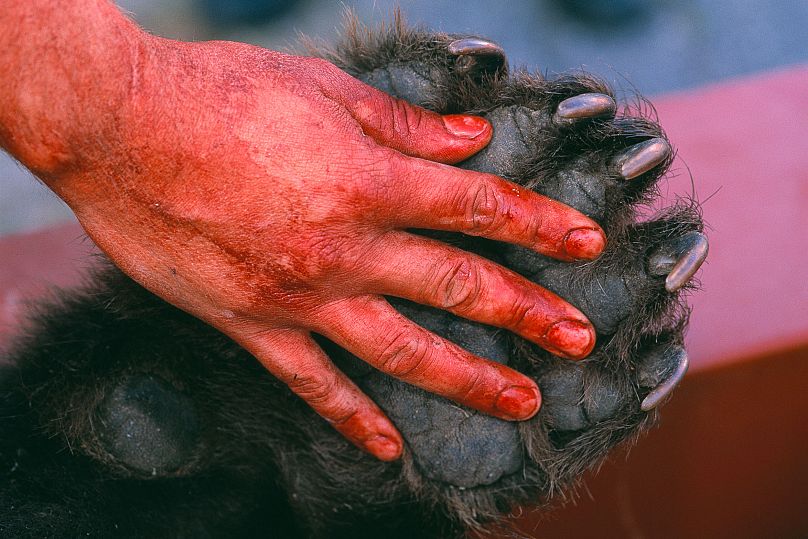 Um caçador de ursos sueco com a pata dianteira da sua presa