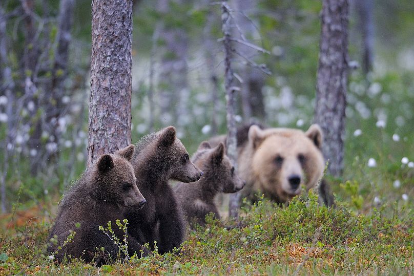 Uma fêmea de urso-pardo com crias jovens, que demoram três a quatro anos a atingir a maturidade