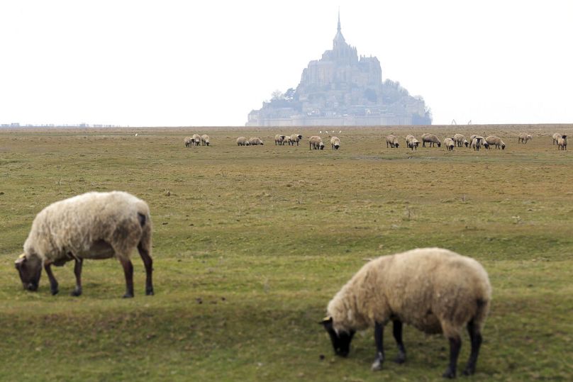  In this March 9, 2015 file photo, sheeps graze in the fields called "pres sales" (salted field) leading to the Mont Saint-Michel, background. 