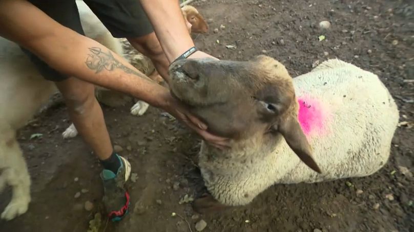 Una capra colpita dall'epidemia di lingua blu in Francia