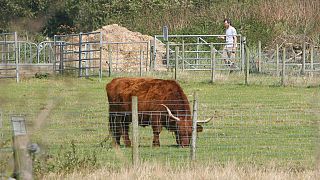 A highland cow grazes in a field at a rare breeds farm in Baylham in Suffolk eastern England where a cow has been found with bluetongue Sunday Sept. 23, 2007.