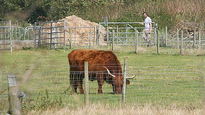 A highland cow grazes in a field at a rare breeds farm in Baylham in Suffolk eastern England where a cow has been found with bluetongue Sunday Sept. 23, 2007.