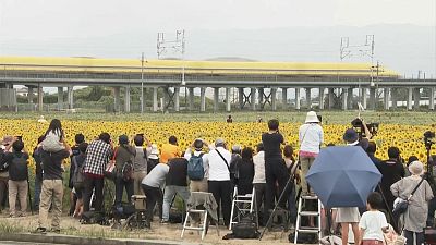 Docteur Jaune, un train d'inspection, traverse un champ de tournesols en floraison