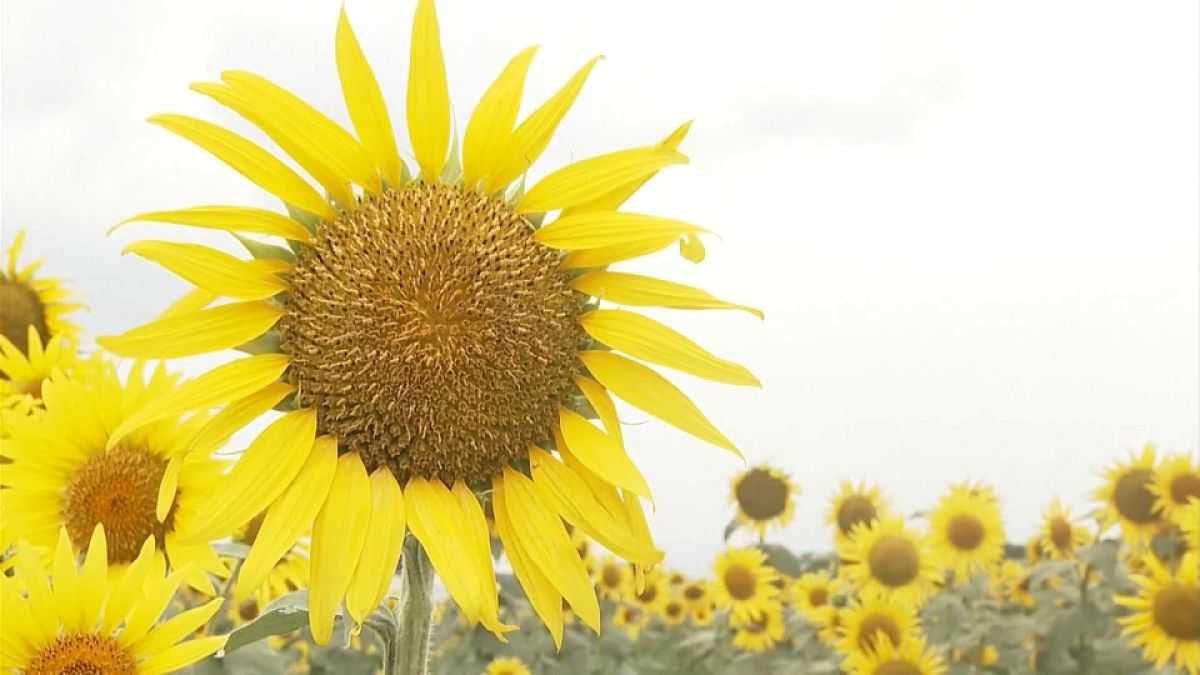 Zug "Doctor Yellow" fährt durch ein Sonnenblumenfeld