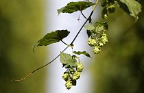 Des cônes de houblon lors d'une récolte dans une houblonnière près du village de Rocov, en République tchèque, le mercredi 29 août 2018