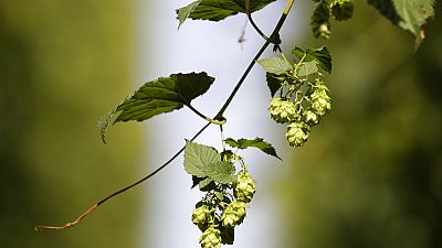 Hops cones are seen during a harvest at a hopfield near the village of Rocov, Czech Republic. Wednesday, Aug. 29, 2018