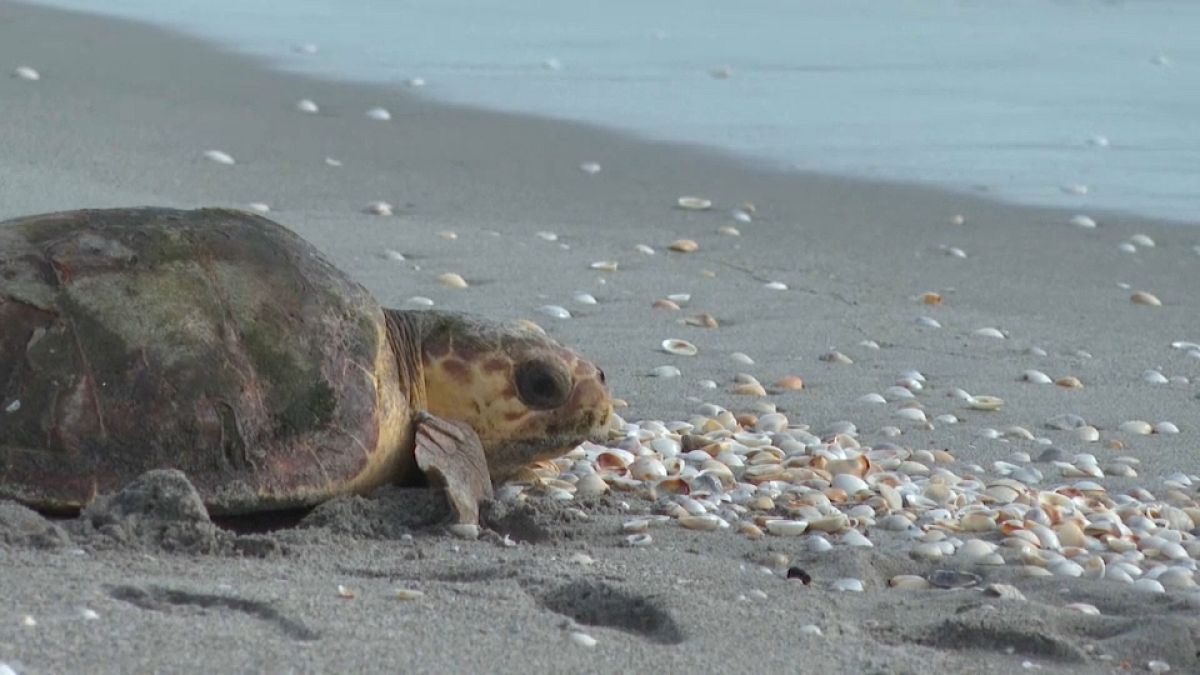 Une tortue marine sur une plage de Floride