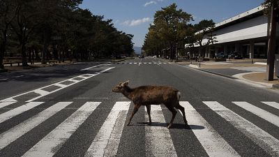 Démographie : d’ici 2070, humains et animaux partageront plus d'espaces