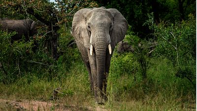 Afrique du Sud : le dernier éléphant du zoo national libéré