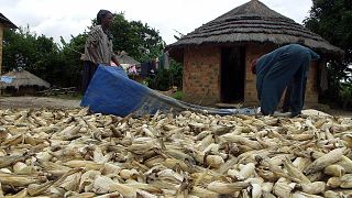 Zambie : du maïs contaminé cause la mort de 400 chiens