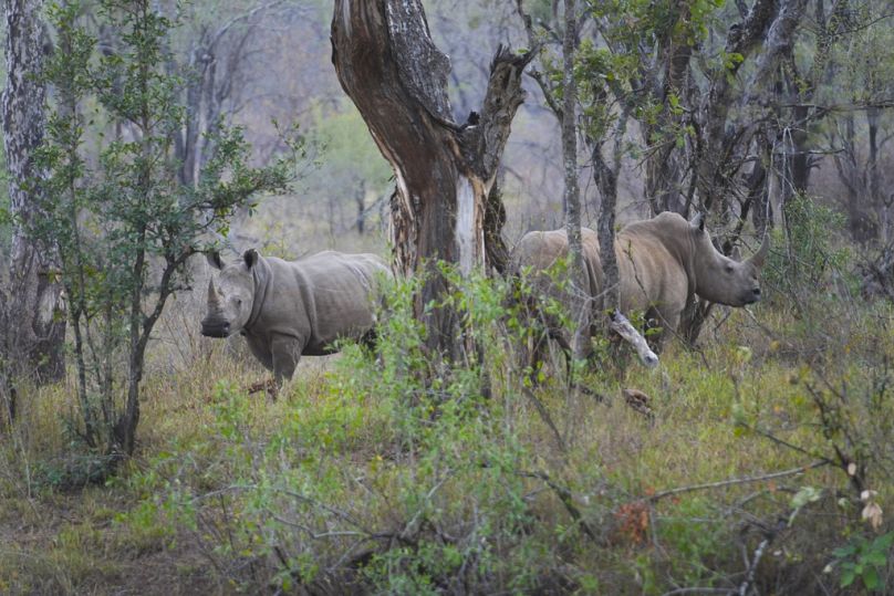 Black Rhinos are visible roaming the wild in the Save Valley Conservancy, Zimbabwe.