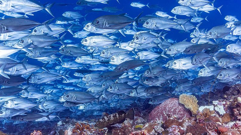 A school of hundreds of jacks in New Ireland Province, Papua New Guinea. 