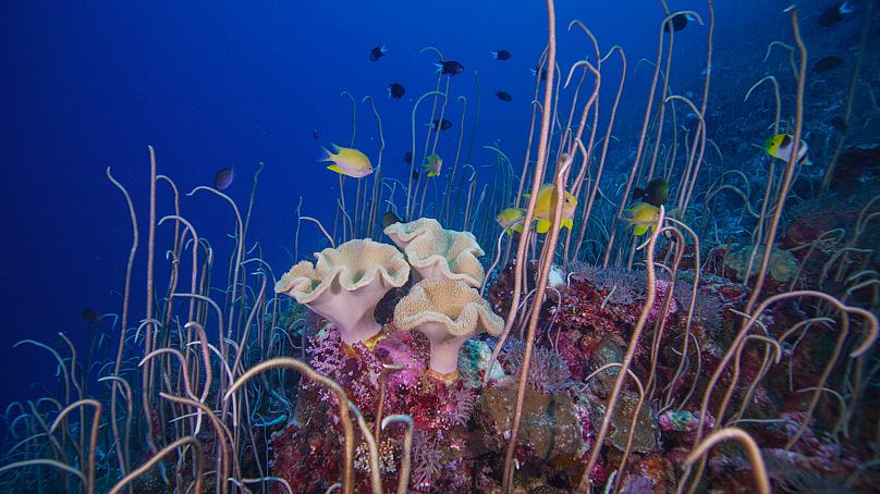 Healthy coral reefs in New Ireland Province, Papua New Guinea. 