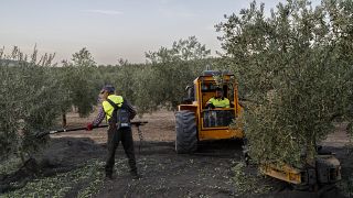 Landwirte arbeiten an Olivenbäumen