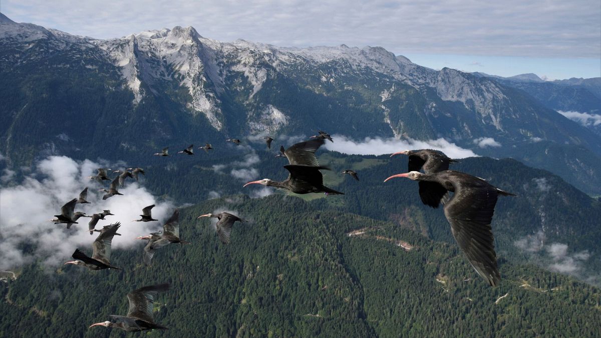 Germany Northern Bald Ibis