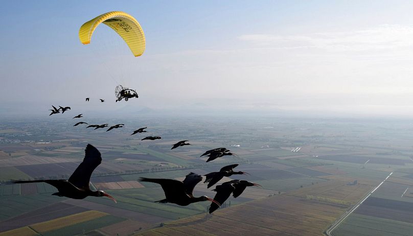 Germany Northern Bald Ibis