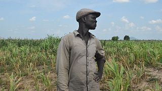 Des agriculteurs inquiets face à la sécheresse dans le nord du Cameroun