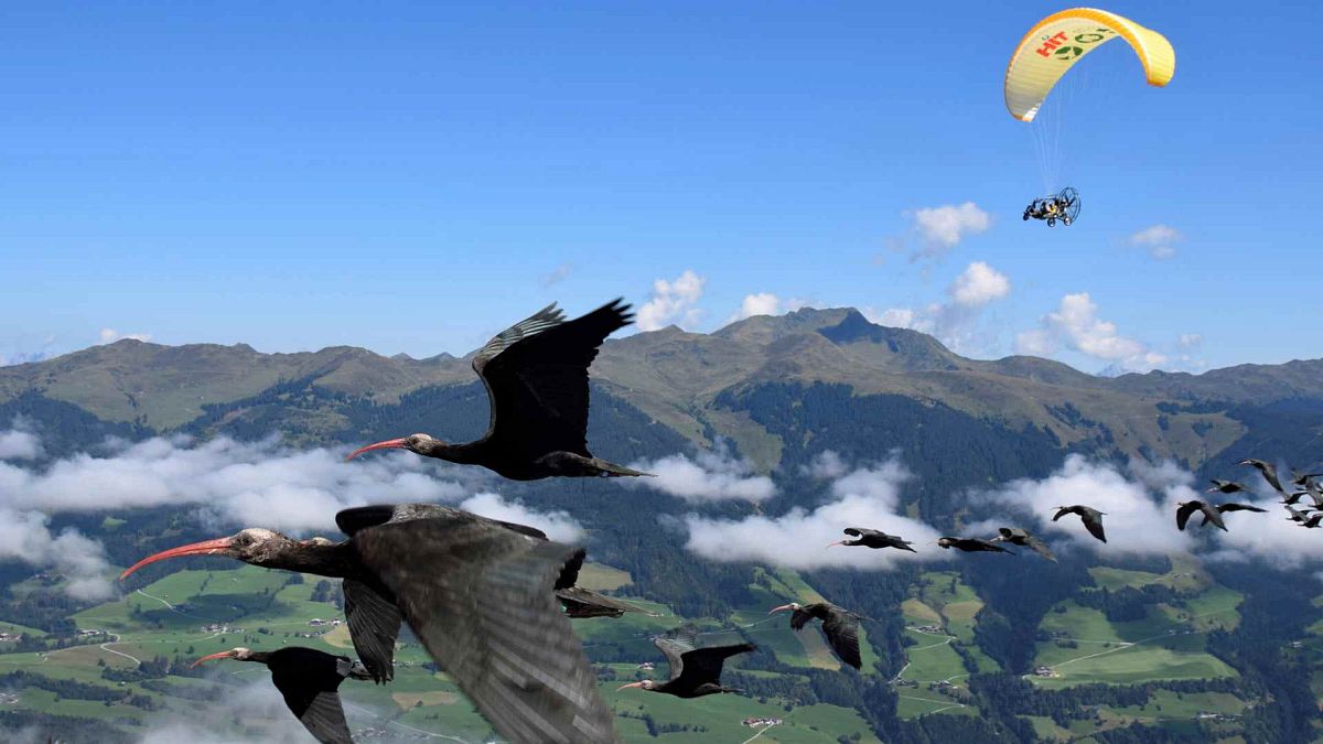 The migration of Northern Bald Ibis, or the Waldrapp, supported by foster parents of the birds in a microlight aircraft