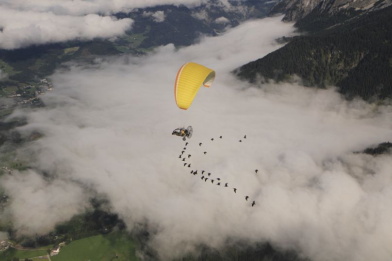 Scientists act as foster parents to the birds in a microlight aircraft, waving and shouting encouragement through a bullhorn as it flies through the air .