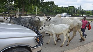 Cows block Nigeria's capital as climate change displaces Herders