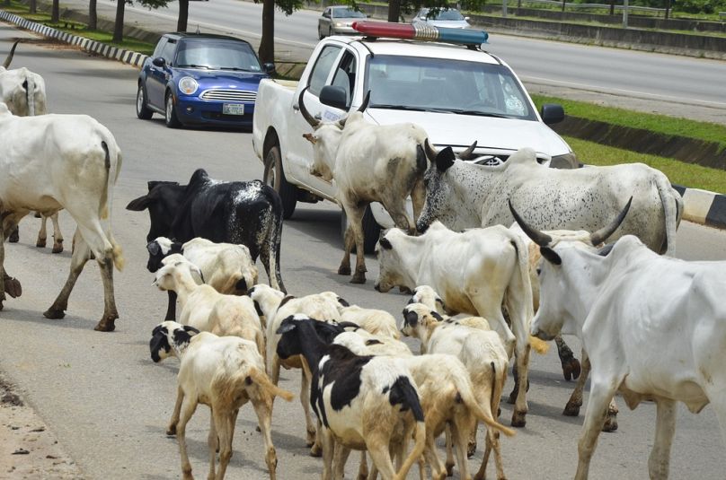 Cattle roam on a road in Abuja, Nigeria, Friday, Aug. 16, 2024.